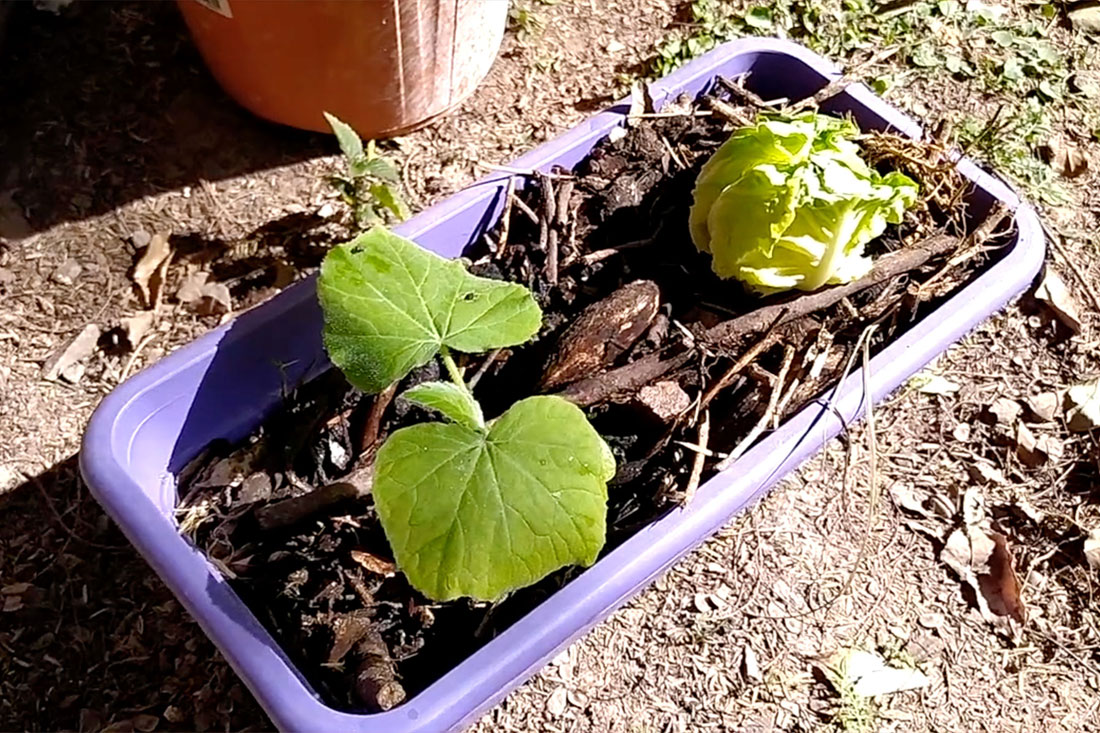 lechuga1